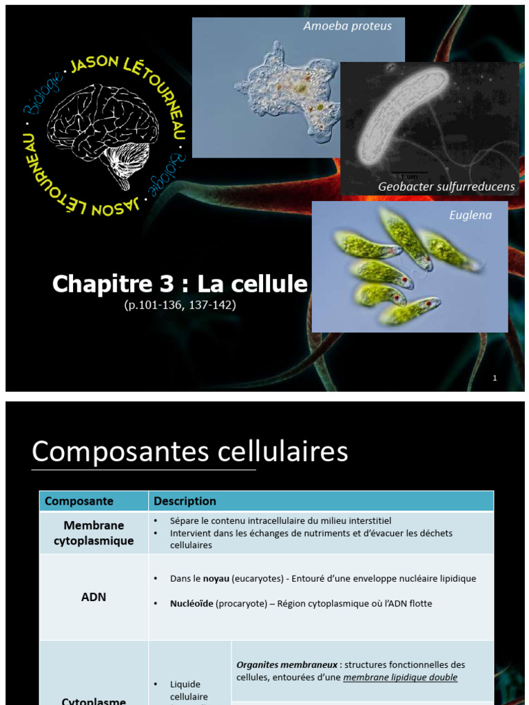Chapitre 3 - La Cellule | PDF | Cellule (Biologie) | Cytoplasme
