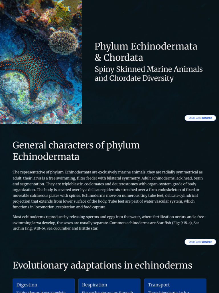 Phylum Echinodermata and Chordata | PDF