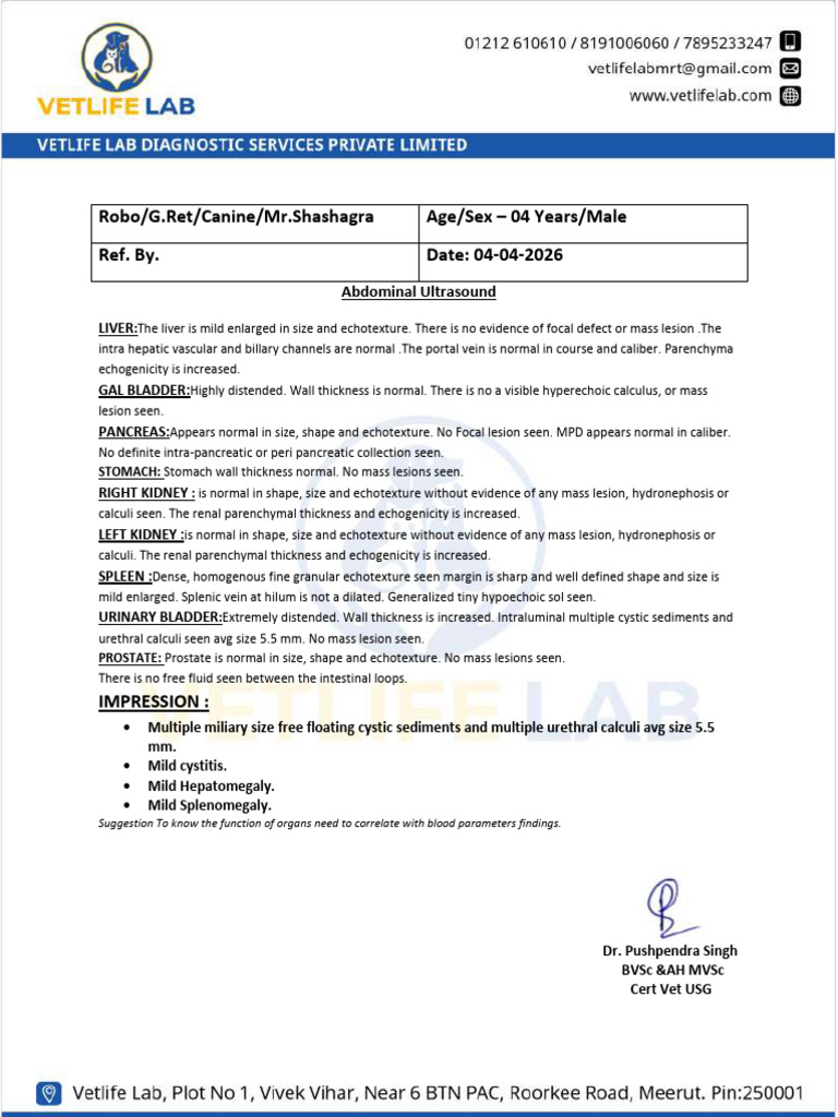 Robo Mr.shashagra USG Report | PDF