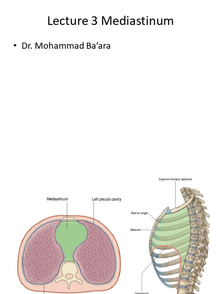 Lecture 3 Mediastinum | PDF | Aorta | Esophagus