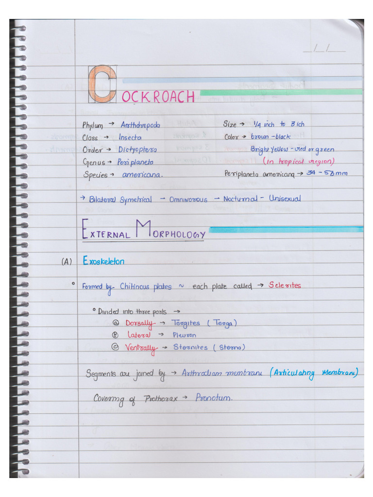 Cockroach Notes | PDF