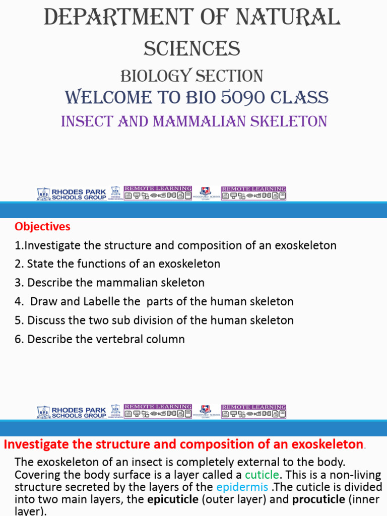 Insect and Mammalian Skeleton.pptx | PDF