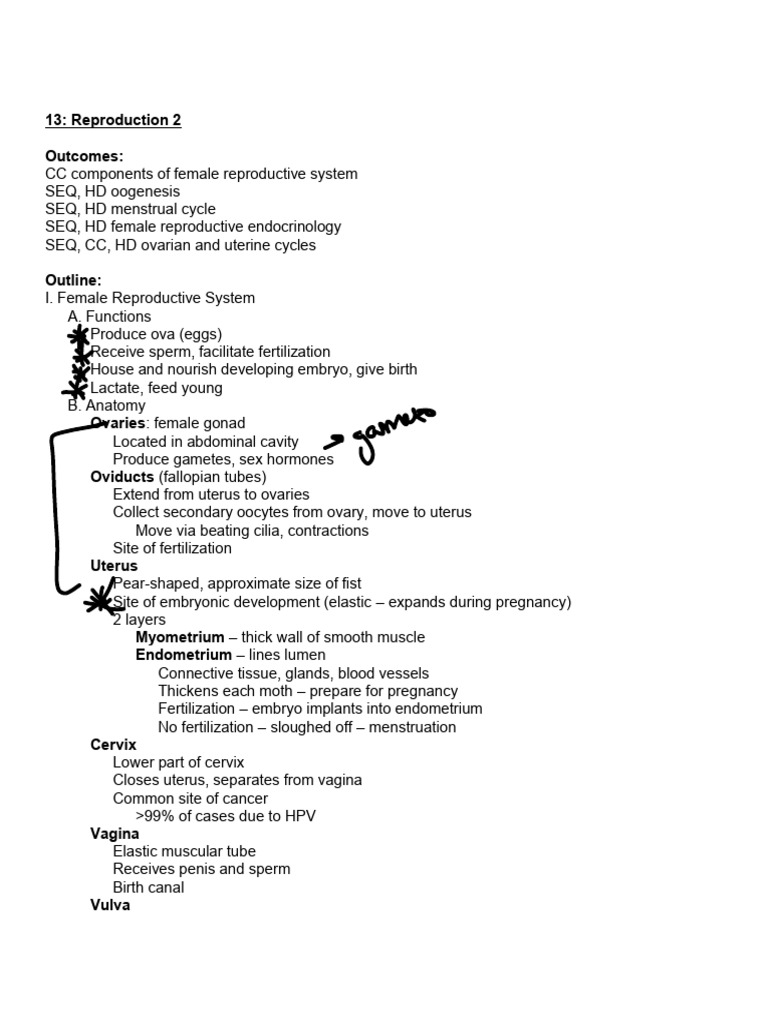 Outline 13 Reproduction 2 | PDF | Menstrual Cycle | Ovary