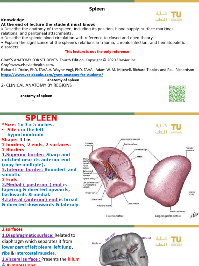 Anatomy of Spleen 2026 Prof Hosam Osman | PDF | Spleen | Pancreas