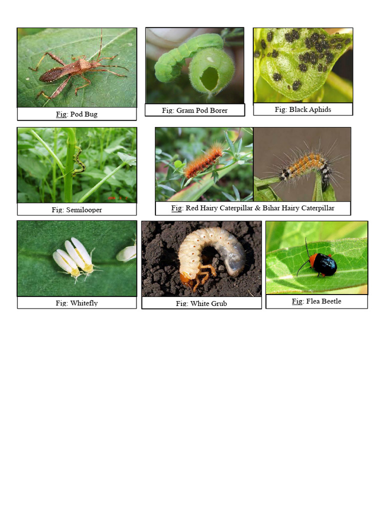 Pulses | PDF