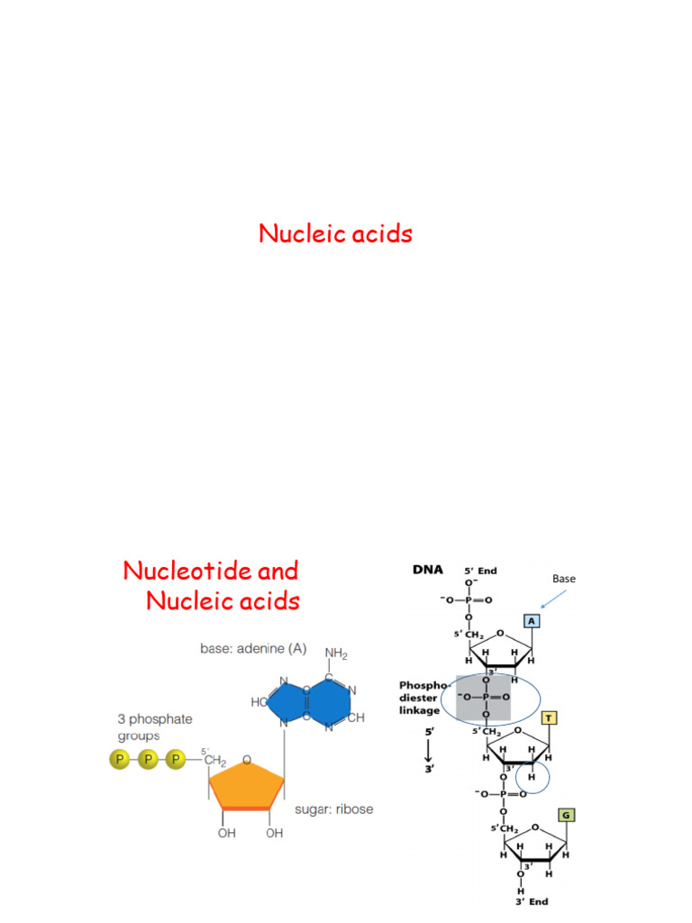 For Students Nucleic Acids and Protein Lec 3 | PDF