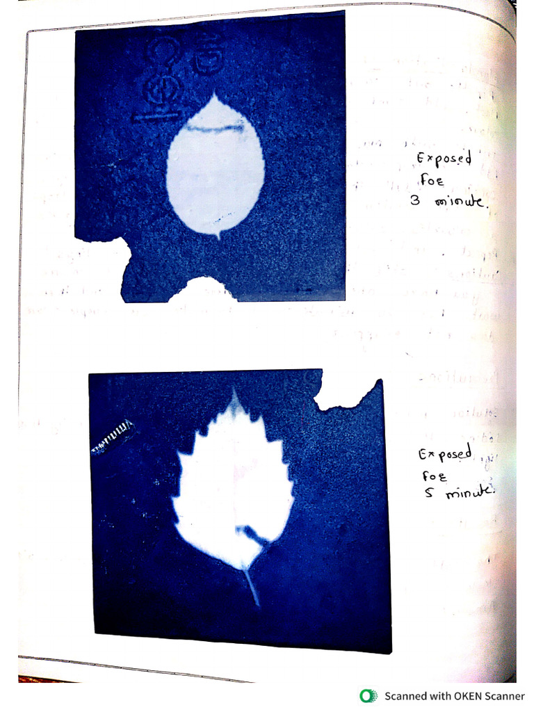 Cy No Tropic Blu Print | PDF