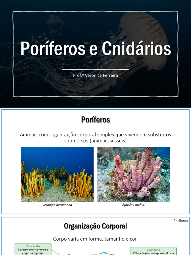Aula 2 - Poríferos e Cnidários | PDF | Esponja | Zoologia