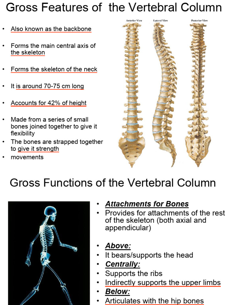 The Vertebral Column 2 cc | PDF | Vertebra | Human Anatomy
