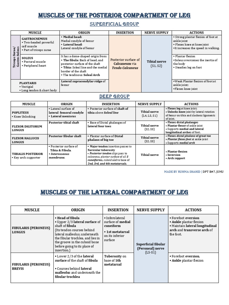 Posterior & lateral Compartment Leg Muscles | PDF | Foot | Human Leg