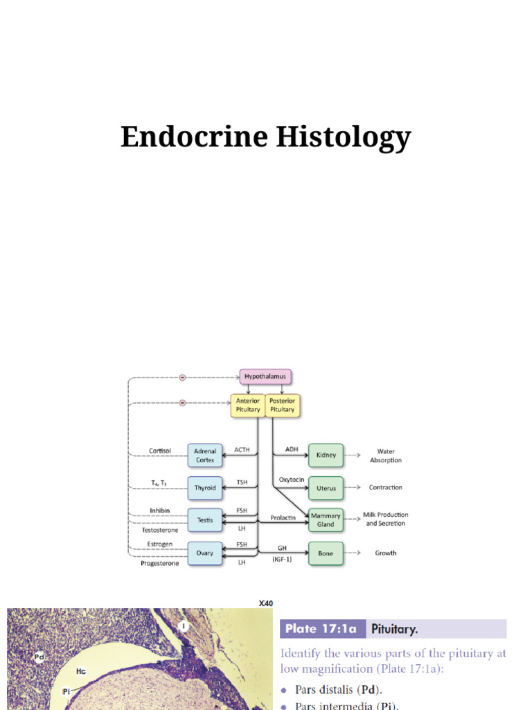 Endocrine Histology(1) | PDF