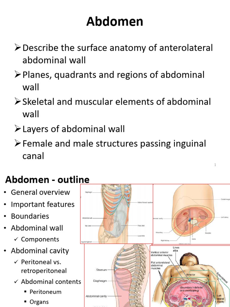 Lecture 1 - Abdomen Anatomy | PDF | Abdomen | Peritoneum