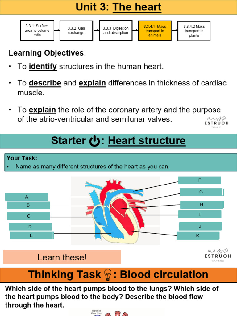 Lesson 9 the Heart | PDF