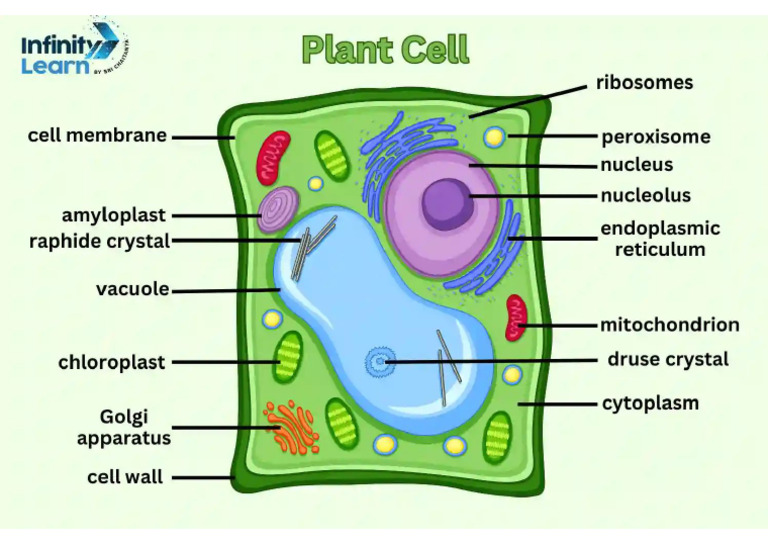 Plant Cell's Labels | PDF