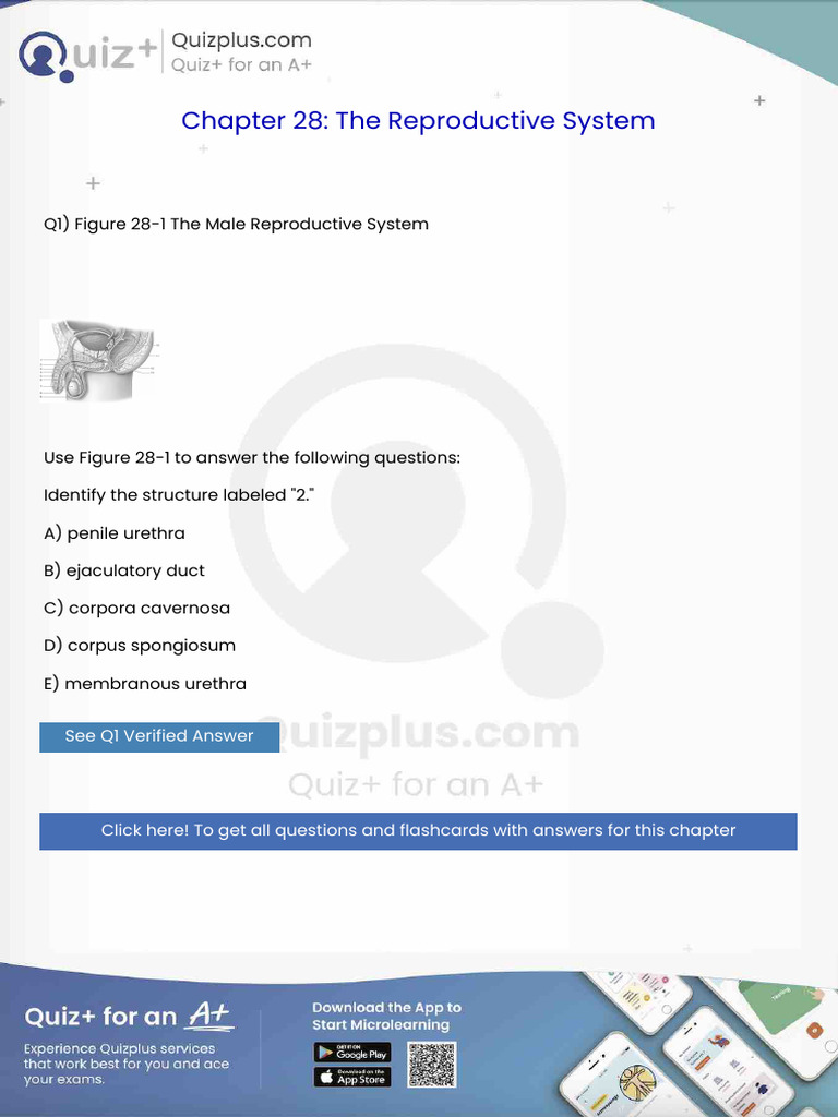 Identify the Structure Labeled 2 | PDF | Anatomy