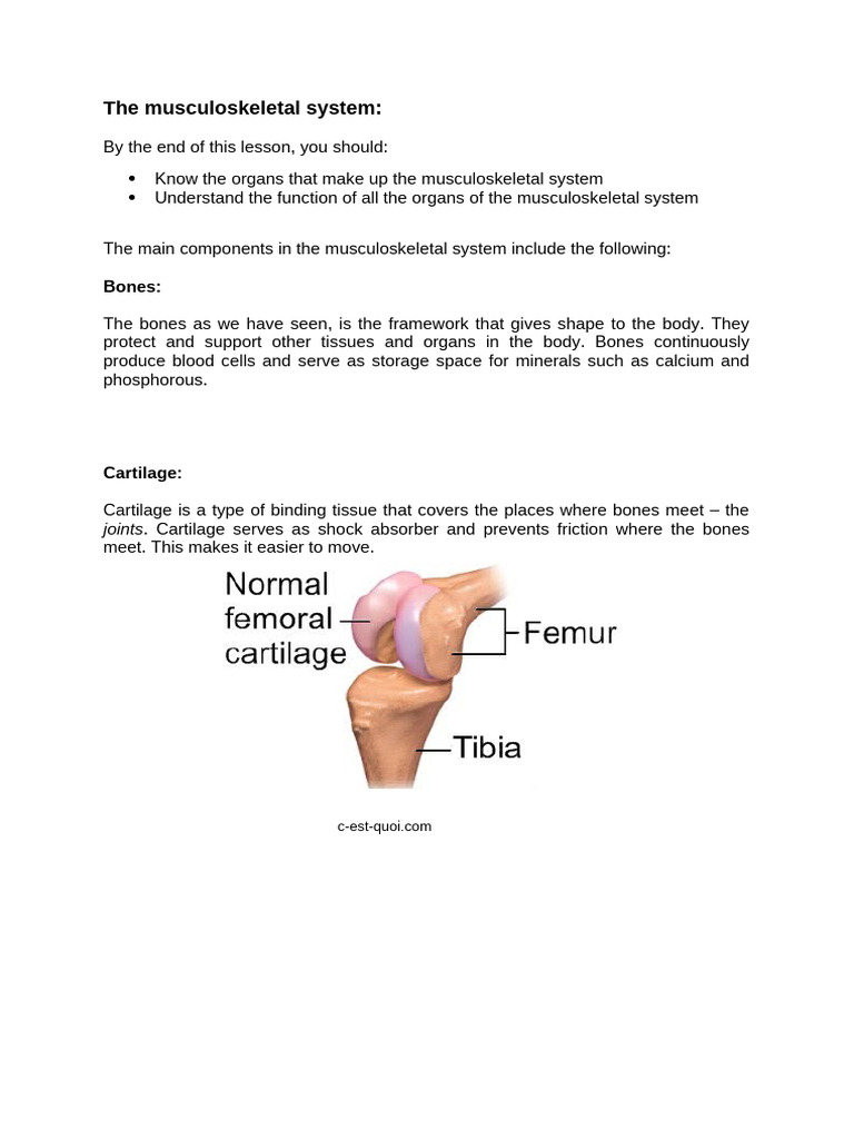 Structure of the Musculoskeletal System | PDF