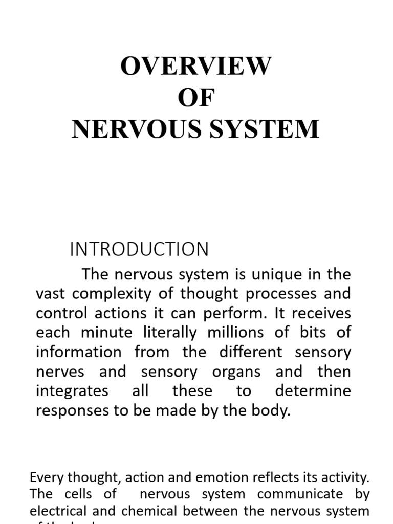 Overview of Nervous System | PDF | Chemical Synapse | Synapse