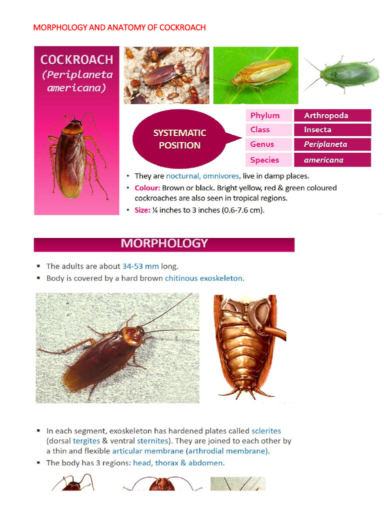 MORPHOLOGY AND ANATOMY OF COCKROACH | PDF