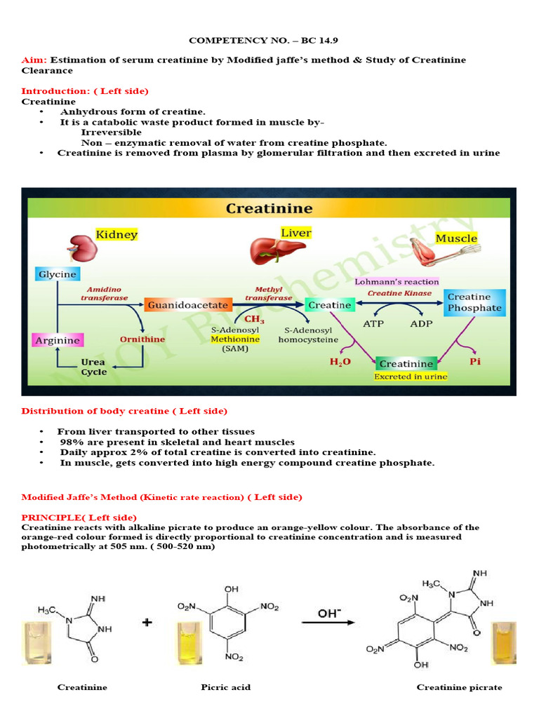 Serum Creatinine PDF Student Share | PDF | Creatinine | Kidney