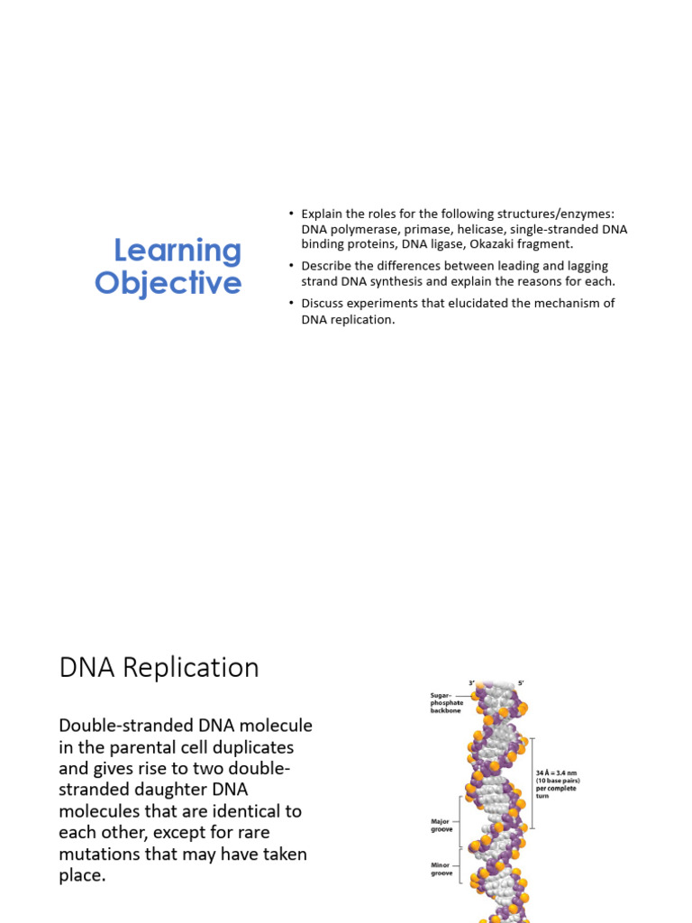 DNA Replication | PDF | Dna Replication | Dna