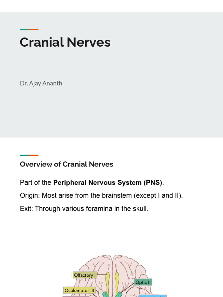 Cranial Nerves | PDF | Human Head And Neck | Primate Anatomy