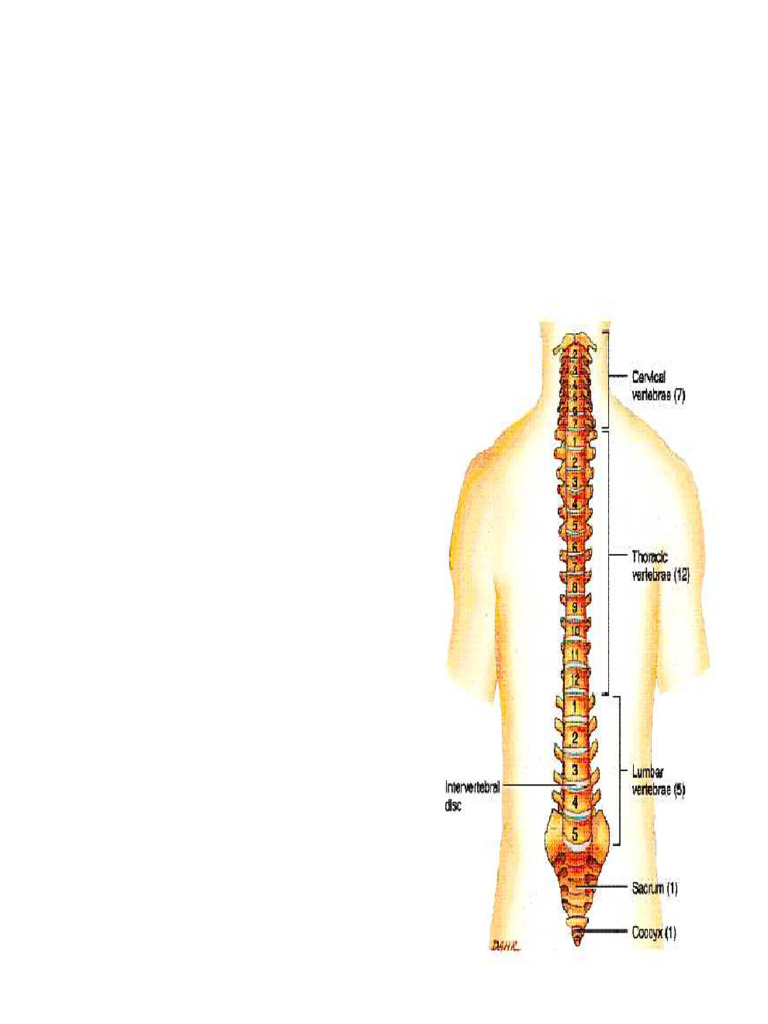 Spine | PDF | Vertebra | Human Anatomy