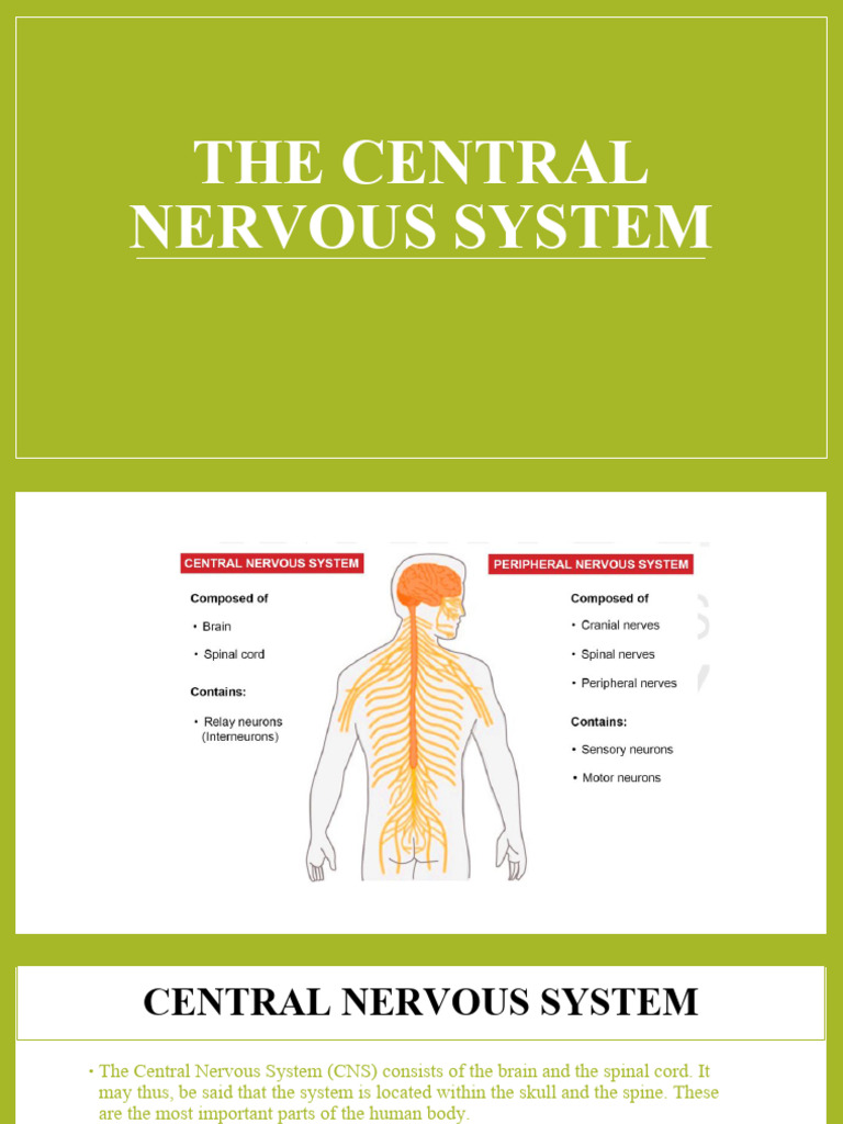 The Central Nervous System [Autosaved] | PDF | Central Nervous System ...