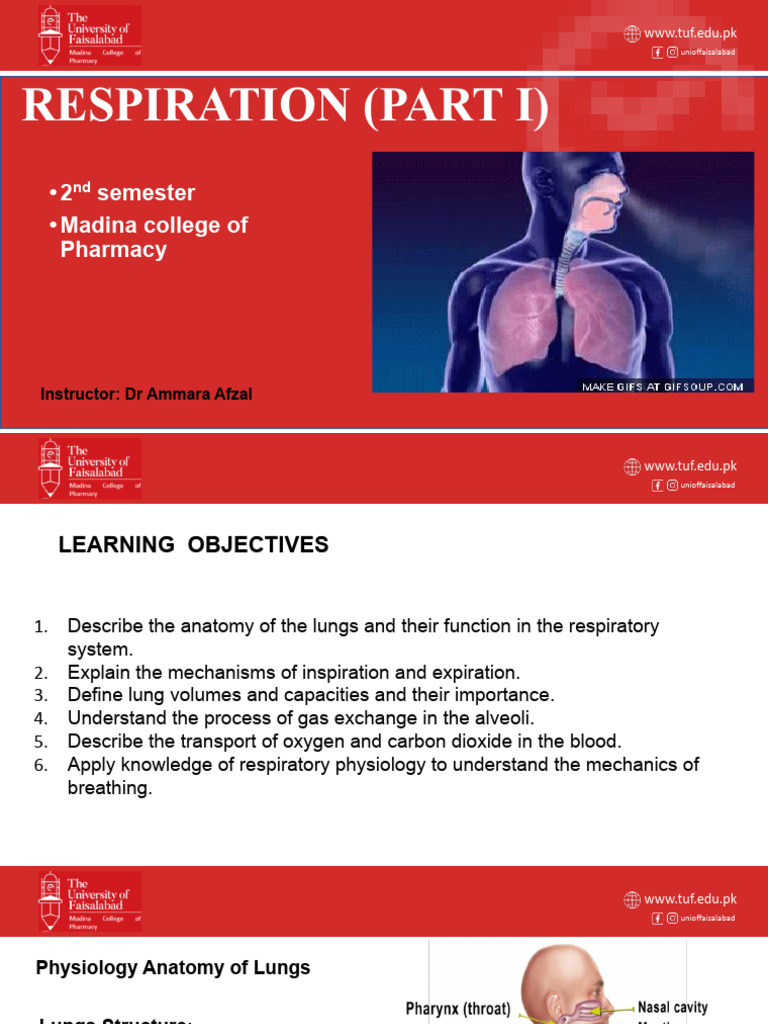 Respiratory System (Part 1).Pptx | PDF | Lung | Exhalation