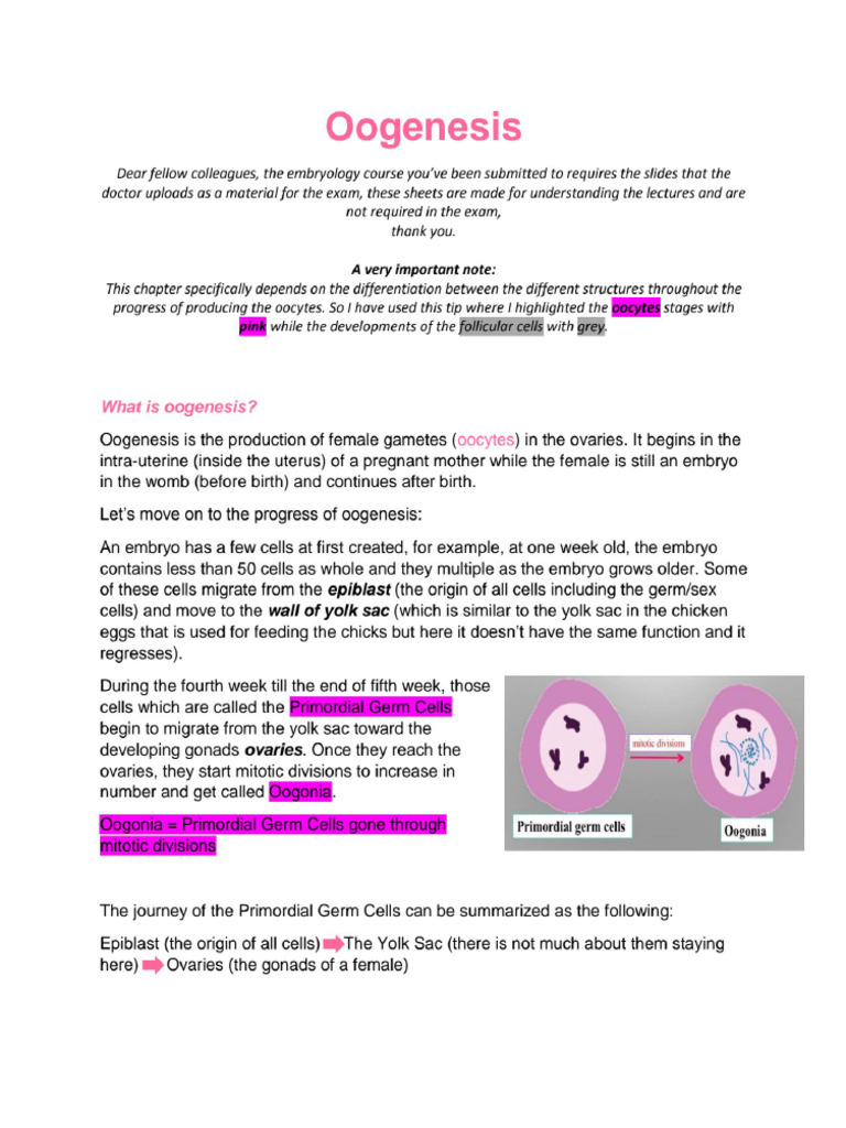 Oogenesis-finale2-1 | PDF