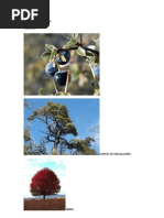 Fauna y flora del norte chico de Chile | PDF | Novela negra, policíaca ...