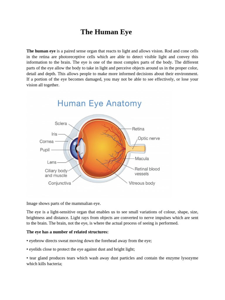 WEEK 2 the Human Eye | PDF | Eye | Human Eye