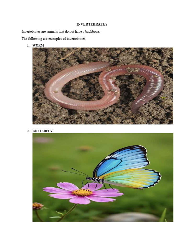 Examples of Invertebrates | PDF