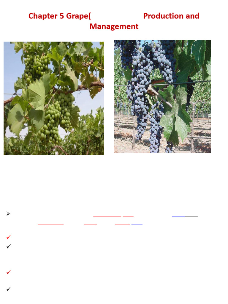 Grape's production and management for BSC horticulture students | PDF ...