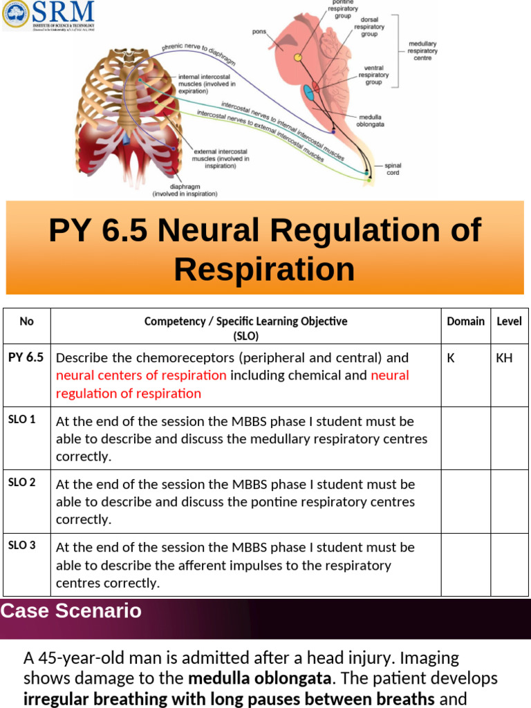 PY 6.5 Neural Regulation of Respiration | PDF | Respiration | Physiology