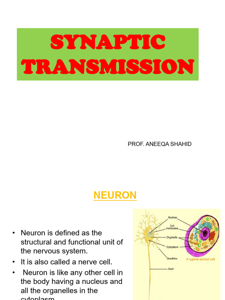 2. Synaptic Trans 20.4.26 | PDF | Excitatory Postsynaptic Potential ...