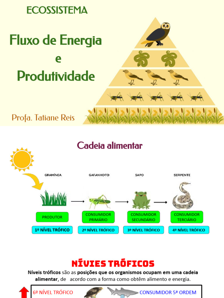 Fluxo de Energia e Produtividade | PDF | Produção primária | Ecossistema