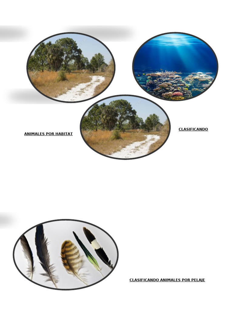 Clasificación de Animales Según Habitat y Pelaje | PDF