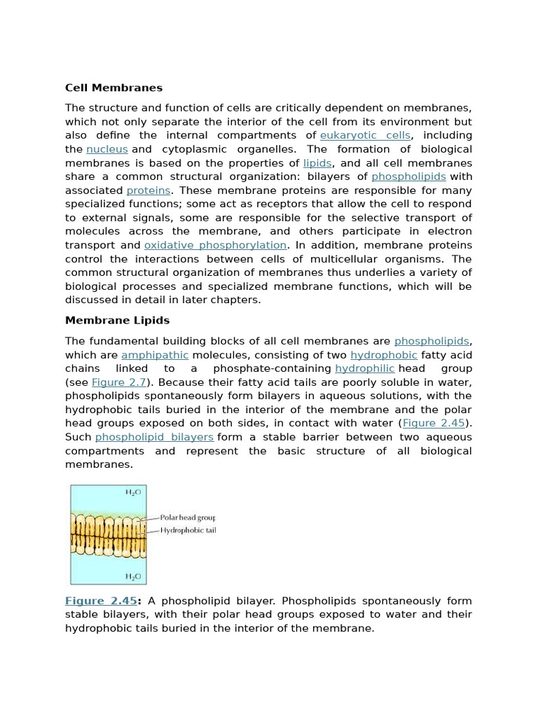 Cell Membranes Structure & Function | PDF | Cell Membrane | Lipid Bilayer