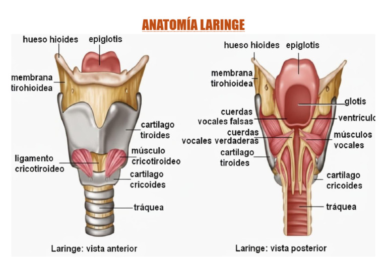 ANATOMÍA LARINGE | PDF