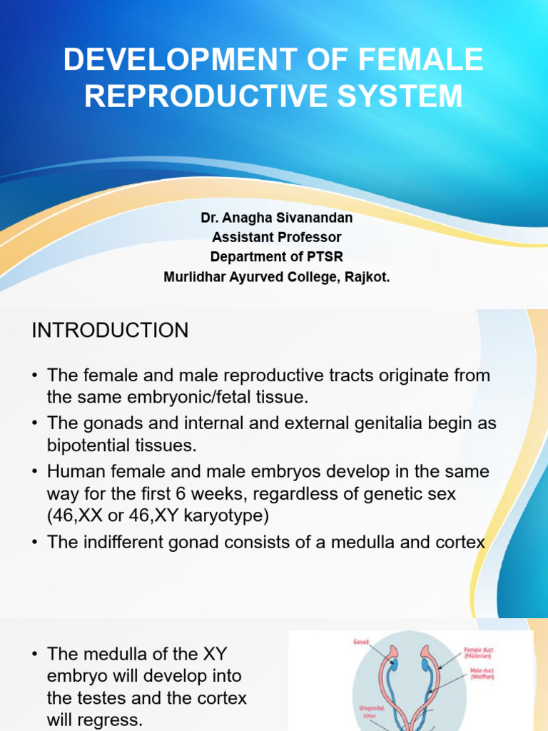 4.Development of Female Reproductive System | PDF | Uterus | Organ ...