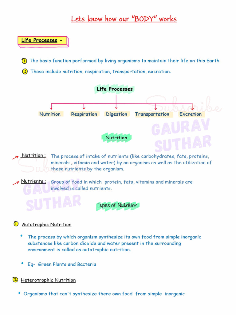Life Process Notes | PDF