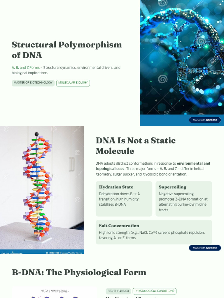 Structural Polymorphism of DNA | PDF | Nucleic Acid Double Helix | Dna