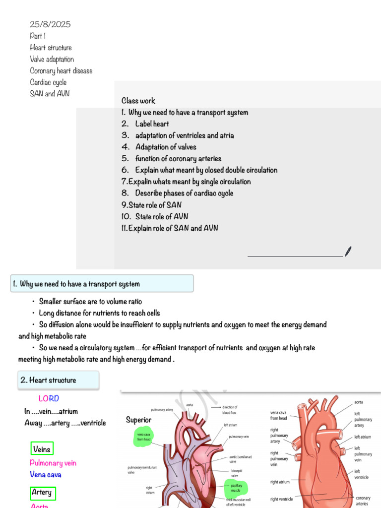 As Biology Unit 8 | PDF | Heart Valve | Artery