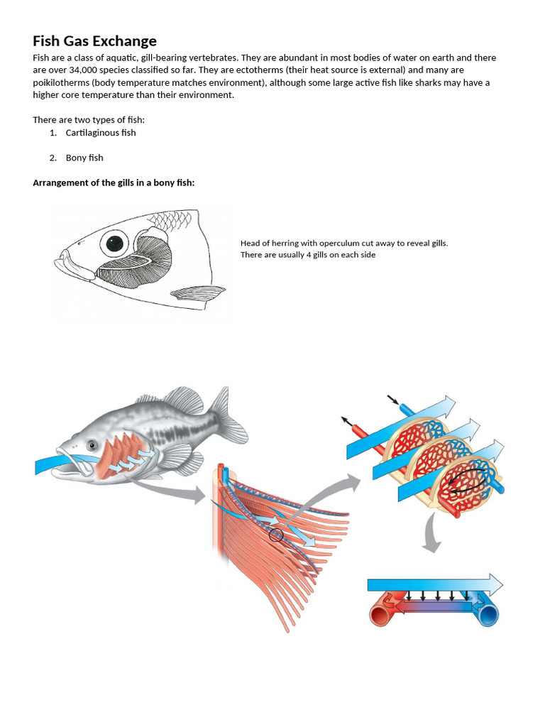 Fish Gas Exchange Handout | PDF | Gill | Fish