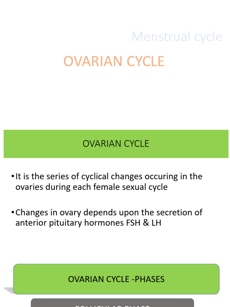 Ovarian Cycle | PDF | Menstrual Cycle | Ovary