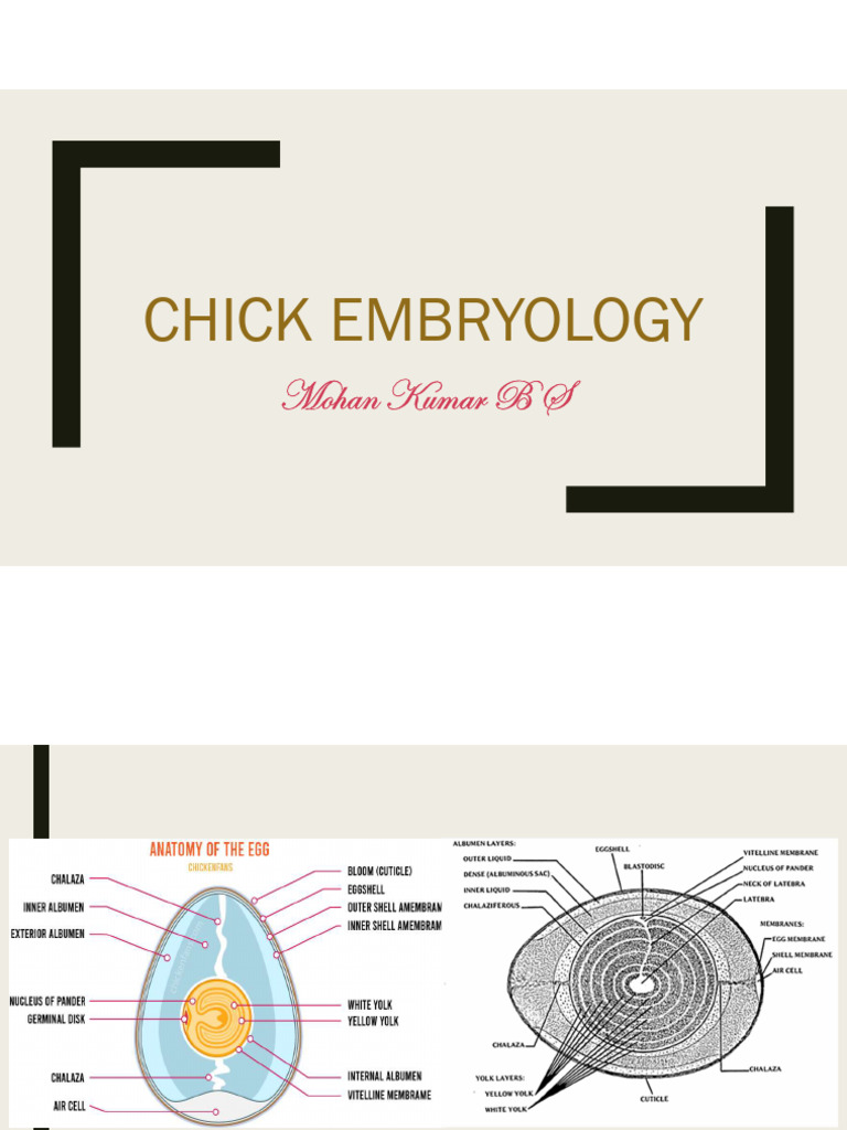 Chick Embryology for Class | PDF
