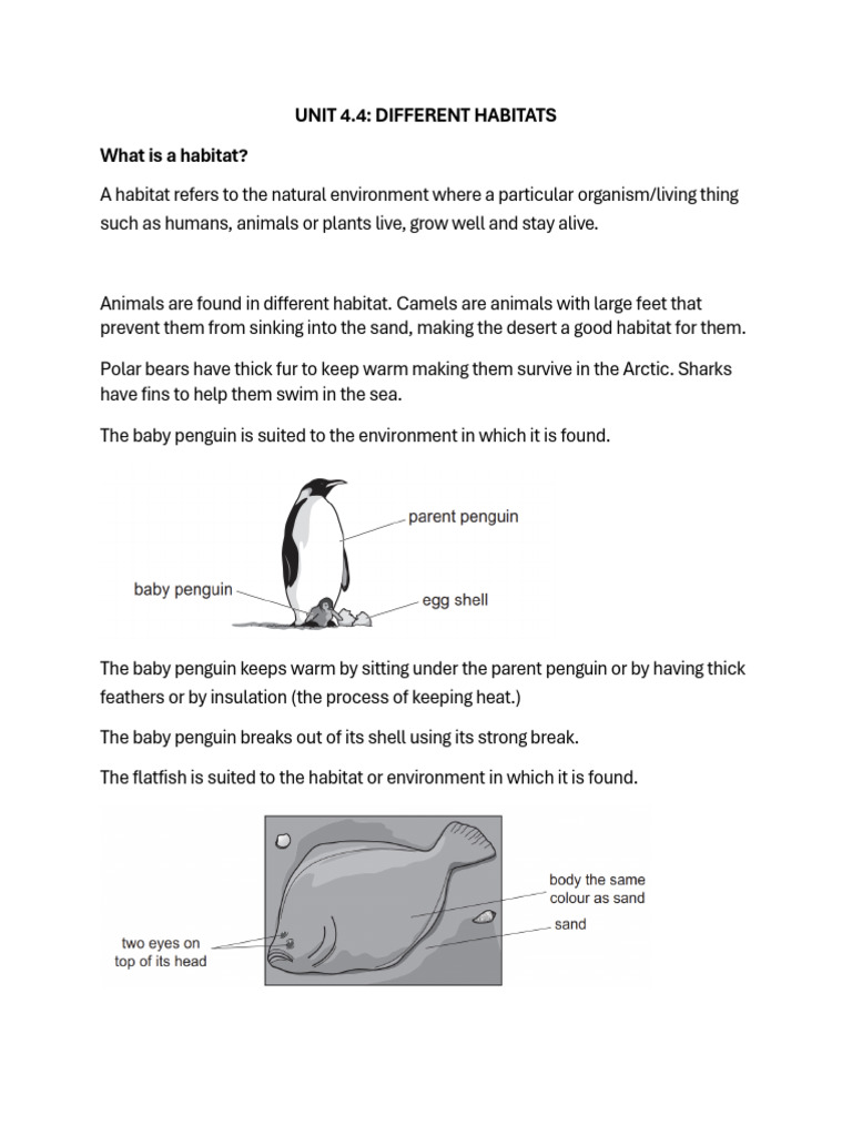 Year 4 Science Notes - Different Habitat | PDF | Birds | Polar Bear