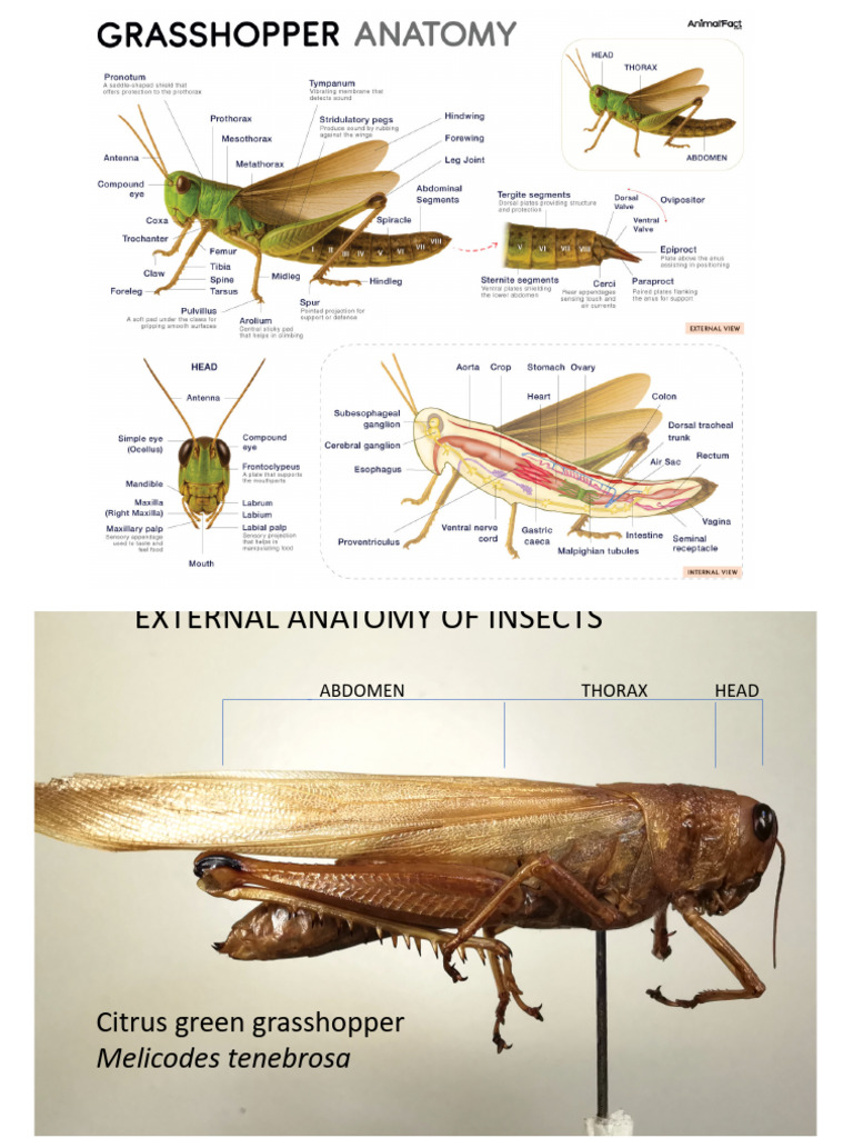Grasshopper External Anatomy | PDF