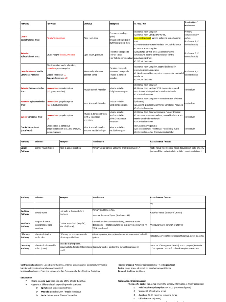 2b - Senses Chart Chris | PDF | Nervous System | Neuroscience