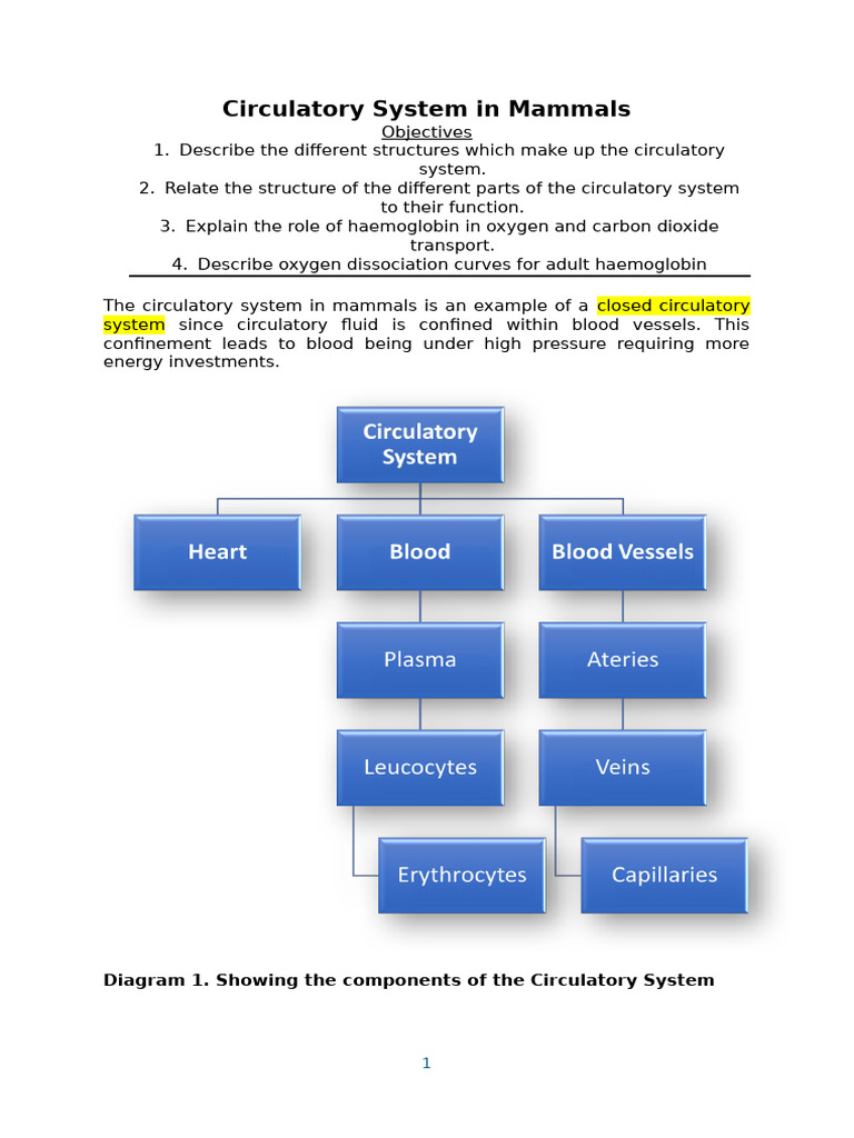 UNIT 2- Circulatory System (Notes) | PDF | Heart Valve | Heart